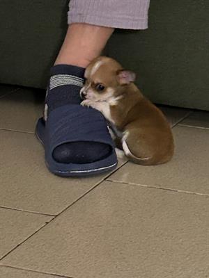 Chihuahua