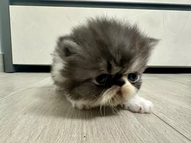 Foto 4 Cuccioli Persiani, genitori visibili