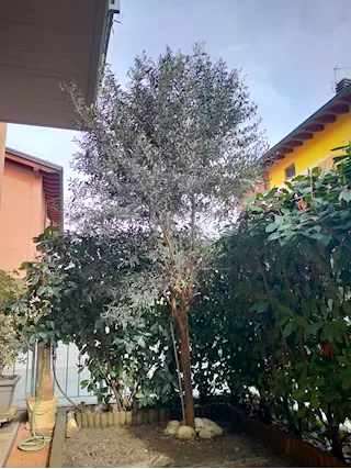 Cedo ulivi molto belli di altezza
