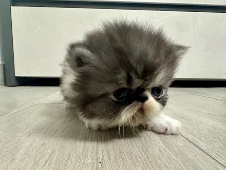 Cuccioli Persiani, genitori visibili - Foto 4
