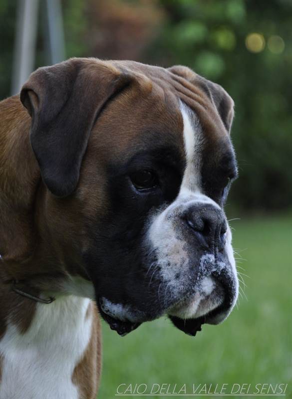 Boxer Maschio per Accopiamento
