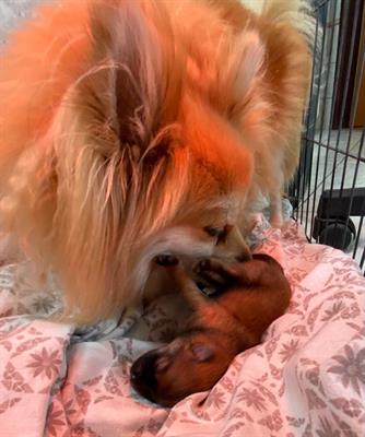Cucciolo Pomerania