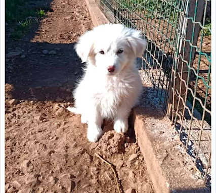 Bimbo bellissimo cucciolo bianco