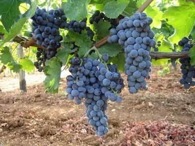 Uva da vino