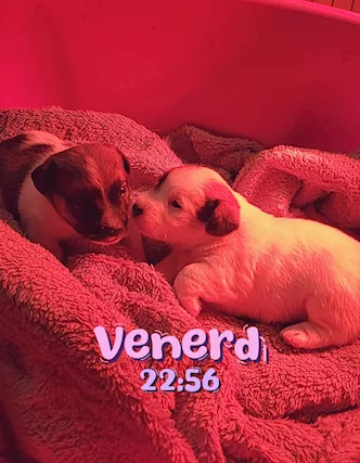 Jack Russell Terrier Cuccioli
