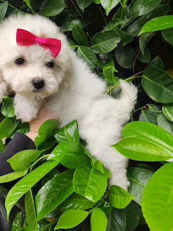 Maltipoo cucciola da borsetta