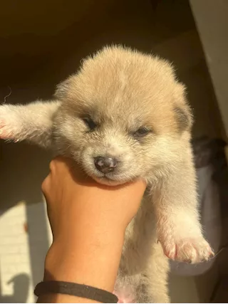 Akita inu fulve