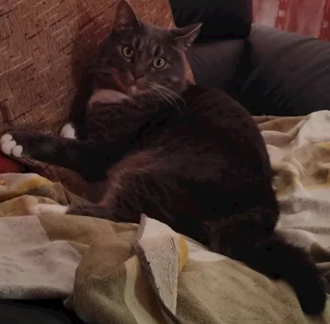 Ripetizioni latino italiano inglese umanistiche, prof