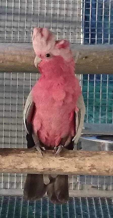 Maschio di Cacatua Roseicapilla