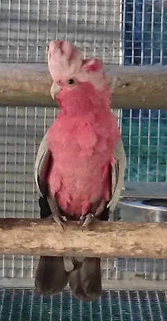Maschio di Cacatua Roseicapilla