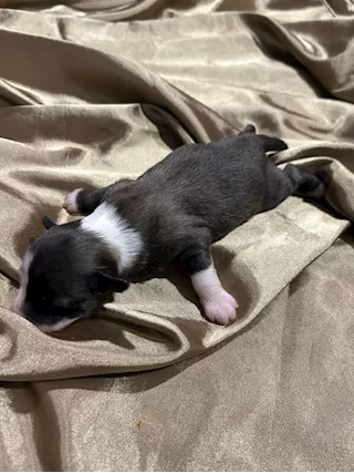 Cuccioli di Cane Crestato Cinese - Prenotazioni - Foto 3