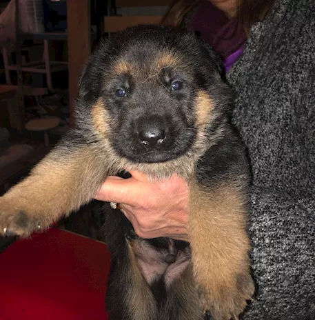 Cuccioli Pastore Tedesco