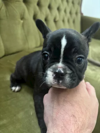 Bulldog Francese esotico