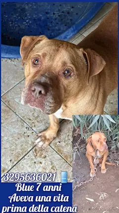 Aiutiamo Blue a trovare una casa