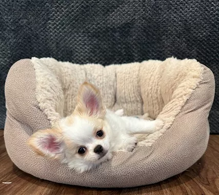 Cuccioli di Chihuahua in adozione