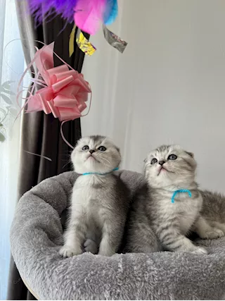 Scottish fold