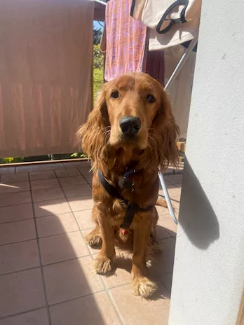 Accoppiamento / monta cane cocker spaniel