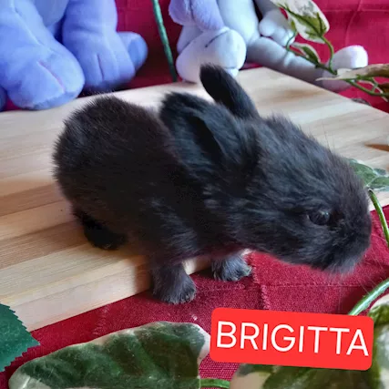 Coniglietti minilop - Foto 5