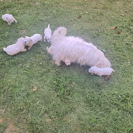 Cuccioli maltesi linea coreana americana - Foto 6