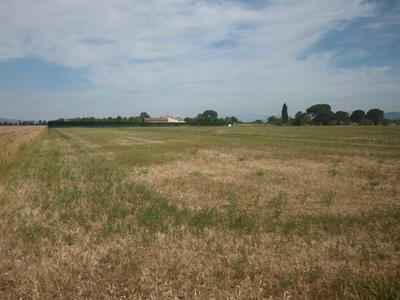 Terreno agricolo alla Rugginosina - Grosseto
