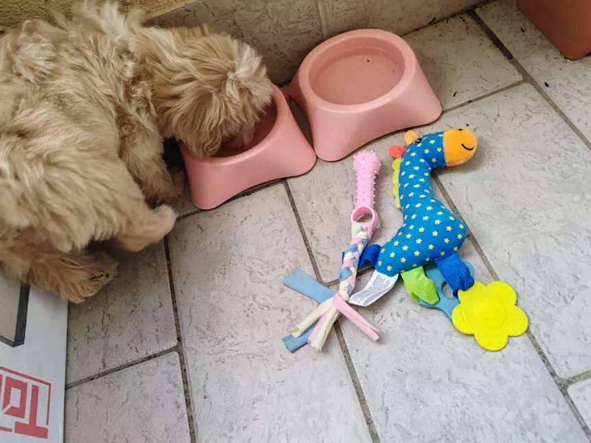 Foto 3Maltipoo - Per problemi condominiali do in adozioni