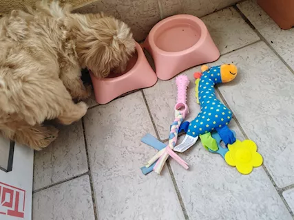 Maltipoo - Per problemi condominiali do in adozioni - Anteprima 3