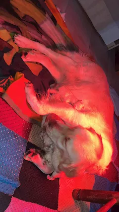 Cucciolata Golden Retriever