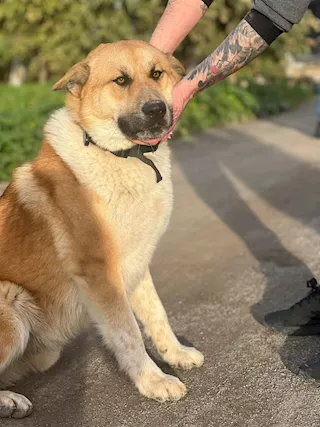 Nome: YOSHI Sesso: MASCHIO Eta: 1 - Foto 2