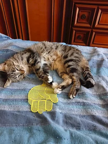Gattini e gatti adulti mervagliosi