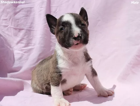Cuccioli di Mini Bull Terrier