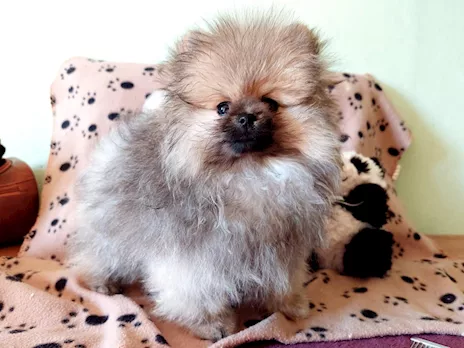 Cuccioli di Pomerania