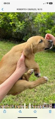 Cuccioli di cane