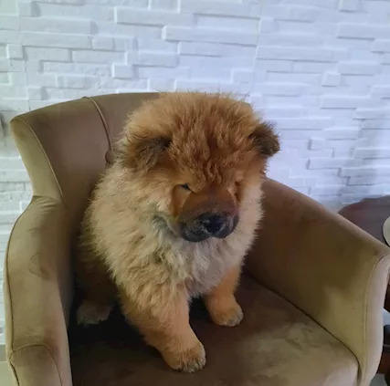Chow Chow Cuccioli - Foto 4