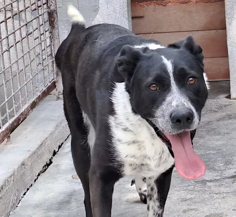 Fenice, dolcissima cagnolina - Foto 3