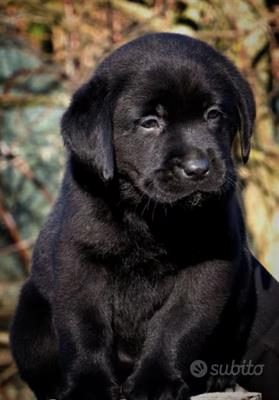 Meraviglioso Cucciolo Labrador Retriever