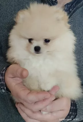 Spitz di Pomerania nano con pedigree ENCI