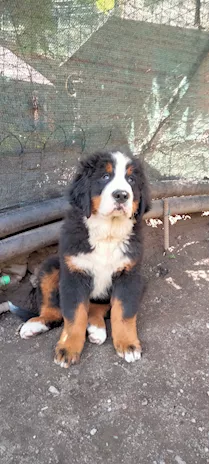 Cucciolo di Bovaro del Bernese