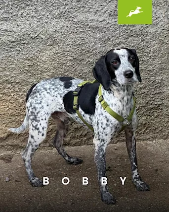 Bobby un cane simpaticissimo