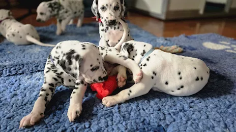 Cuccioli di razza Dalmata alta genealogia - Foto 2
