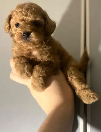 Cuccioli di barboncino toy