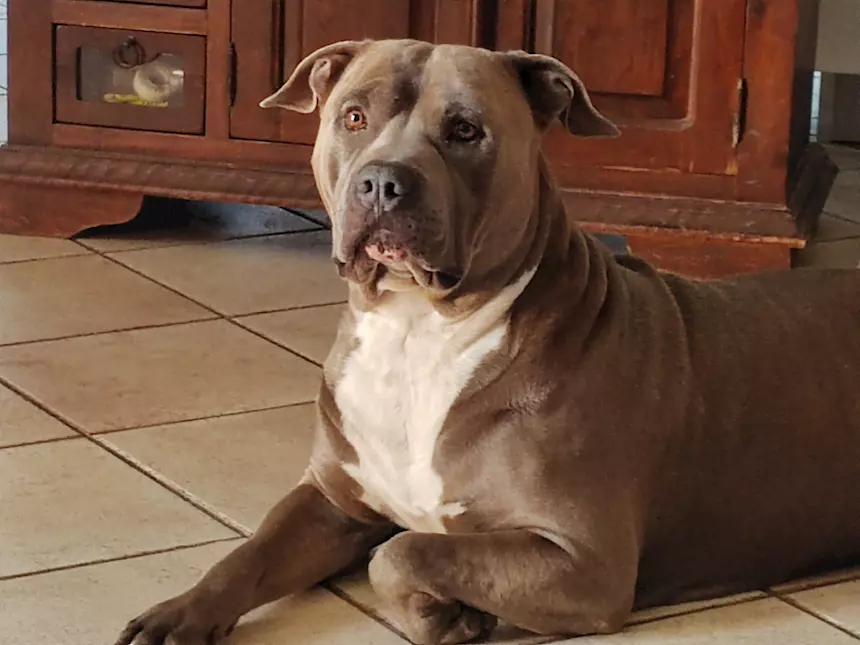 Foto 5 Splendido Amstaff cerca compagna