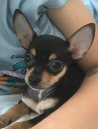 Cuccioli di Razza chihuahua, genitori visibili - Anteprima 2