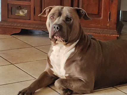 Splendido Amstaff cerca compagna - Foto 5