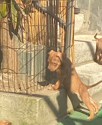 Cuccioli Razza pitbull con pedigree - Foto 4