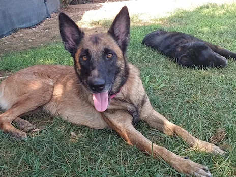 Laika, Pastore Belga Malinois, adozione del cuore