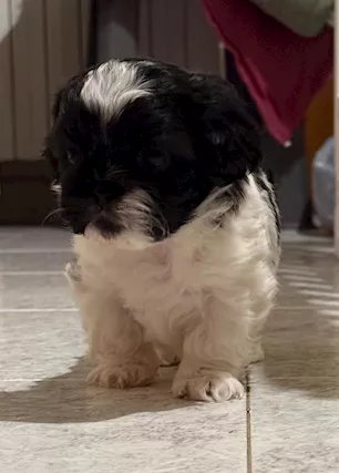 Shitzu - Disponibili da marzo cuccioli di shih, genitori visibili - Foto 5