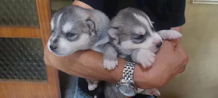 CUCCIOLI HUSKY ENCI