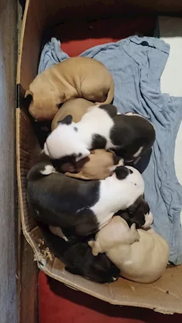 Cuccioli Amstaff nati il 15 Settembre 2025