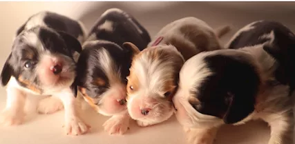 Cavalier King - Anteprima 1