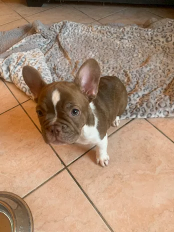 3 cuccioli di bulldog francese cercano casa